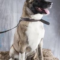 Re: How they grow (Animal Fluff)