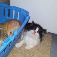 Re: How they grow (Animal Fluff)