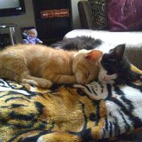 Re: How they grow (Animal Fluff)