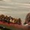 ducks in a row
