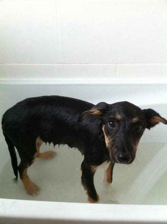Re: Pavone, ATB and other puppy people...