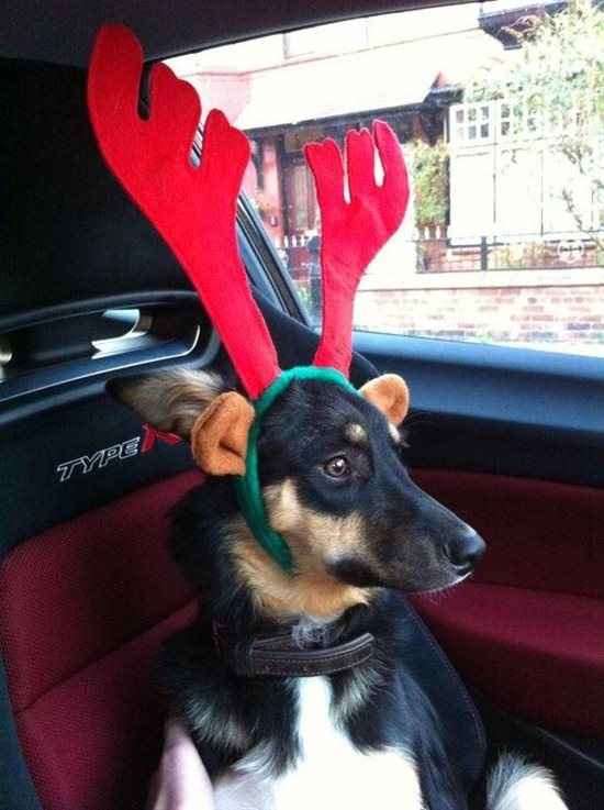 Re: Festive pets