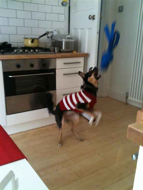 Re: Festive pets