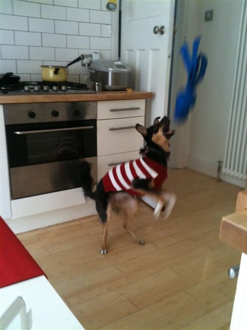 Re: Festive pets
