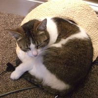 Re: Pics of Hitchers' Pets...