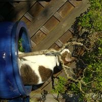 Re: Pics of Hitchers' Pets...