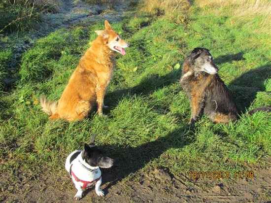 Re: ***Poll relating to pets at weddings***