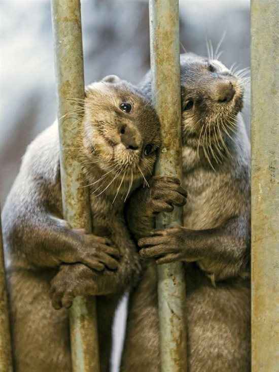 Re: Cheery Otters