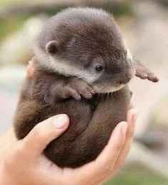 Re: Cheery Otters