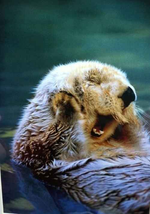 Re: Cheery Otters