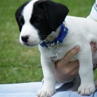 Re: Pets - Lets see what us Hitchers have as companions