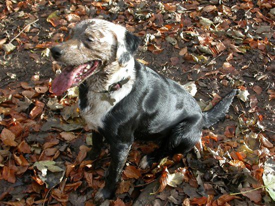 Re: RERe: REAnyone want to meet my new puppy?