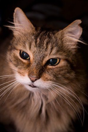 Re: Pics of Hitchers' Pets...