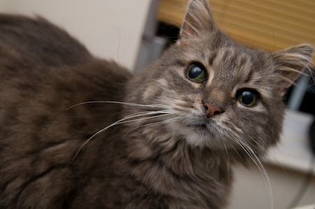 Re: Pics of Hitchers' Pets...