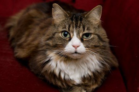 Re: Pics of Hitchers' Pets...