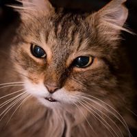 Re: Pics of Hitchers' Pets...