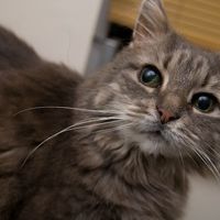 Re: Pics of Hitchers' Pets...