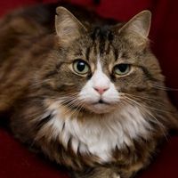 Re: Pics of Hitchers' Pets...