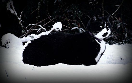 RERe: RERe: RERe: Show me your pets!