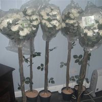 Re: Topiary Tree's