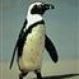 penguin1977