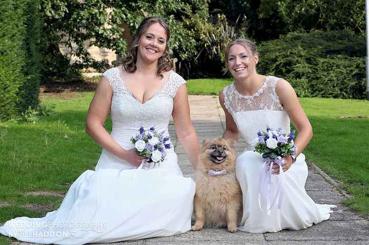 Dogs at wedding - 2