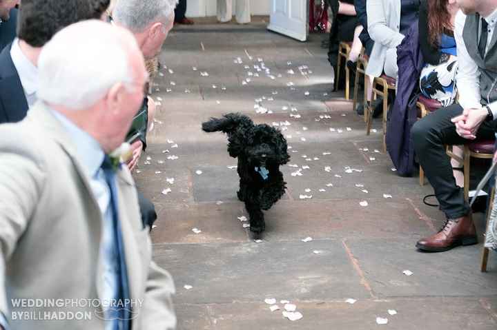 Dogs at wedding - 3
