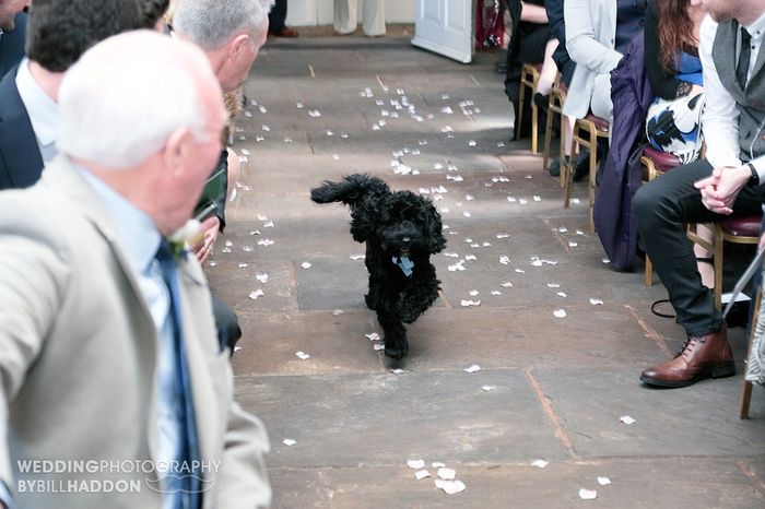 Dogs at wedding 4