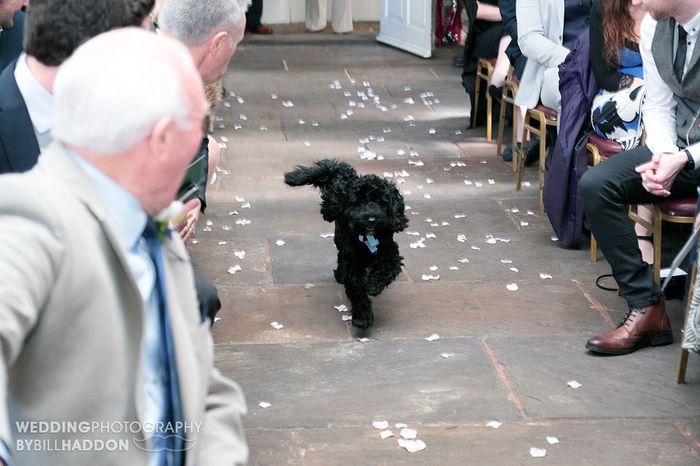 Dogs at weddings 6