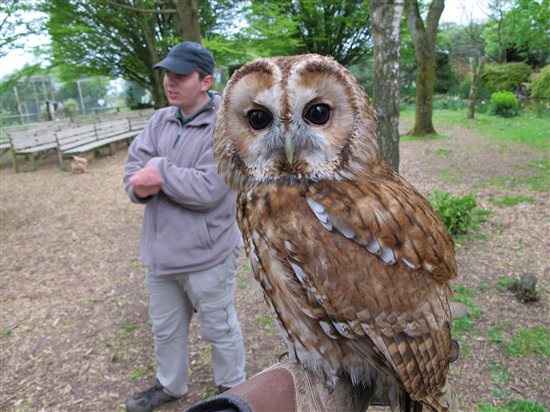 My Owl day