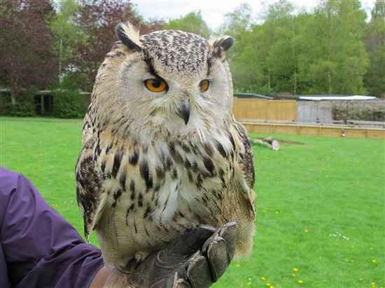 My Owl day