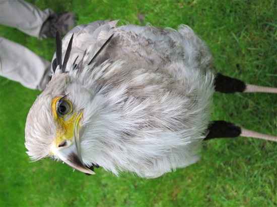 My Owl day