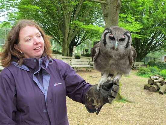 My Owl day