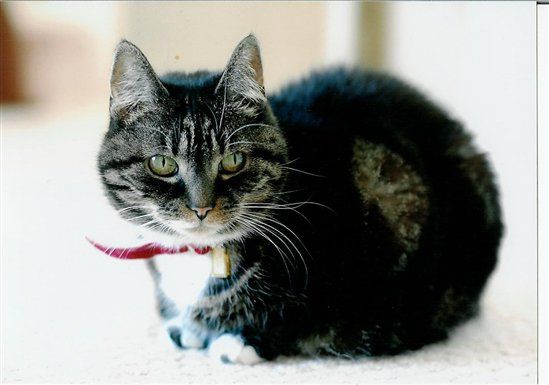 Re: Pics of Hitchers' Pets...