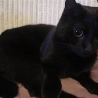 Re: Show me your pets!