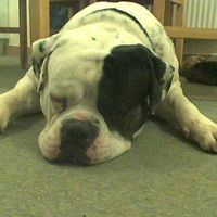 Re: o/t i think with all this pet talk, we need to flash our furry friends........