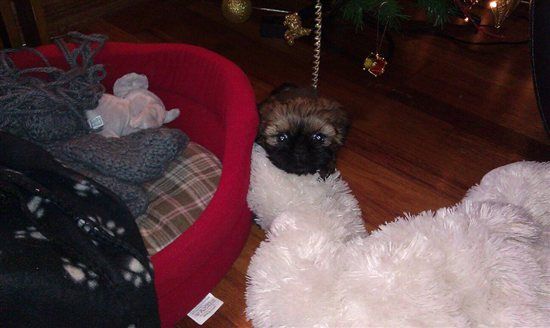 Re: Pet flash - holiday edition!