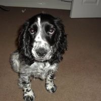 Re: OT - I want a dog!