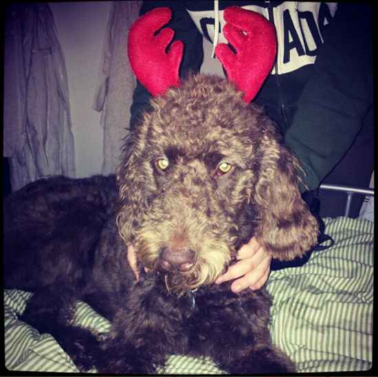 Re: Festive pets