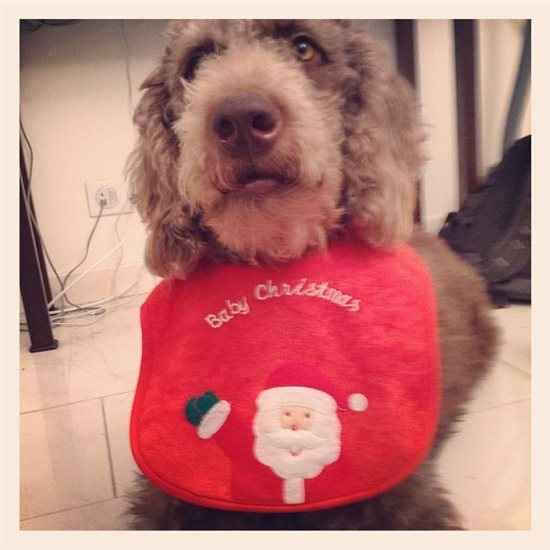Re: Festive pets