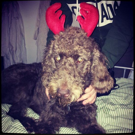 Re: Festive pets