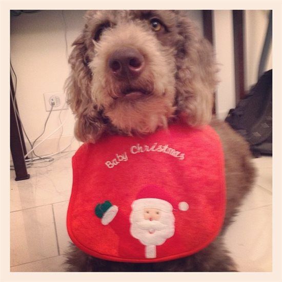 Re: Festive pets