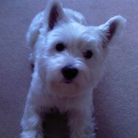 Re: Pet Flash