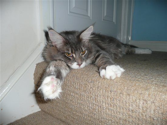 Re: The post a picture of your pet thread!