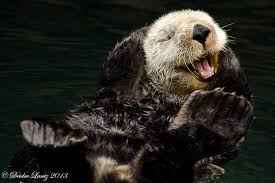 Re: Custard's Otter Sanctuary