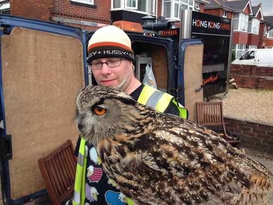 Re: Barn owls in Ulster...