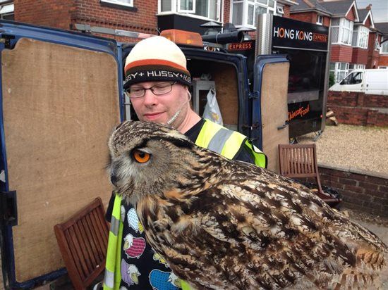 Re: Barn owls in Ulster...