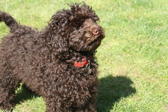 Re: Dog experts - are there any breeds that fit my exacting needs?