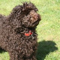 Re: Dog experts - are there any breeds that fit my exacting needs?