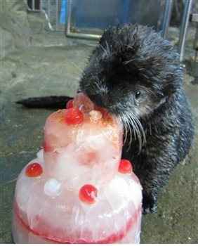 Re: Otter love